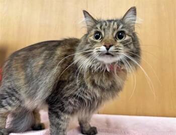 Domestic Medium Hair Cats Available for Adoption in Brentwood, Missouri - BUBBA | PetCurious