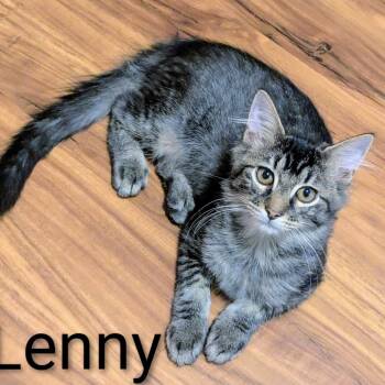 Rescue Domestic Medium Hair Cats for Adoption in Ashland, Virginia - Lenny | PetCurious