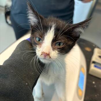 Hopkins -  Domestic Short Hair Cat for Adoption in Huntington, West Virginia - Hopkins | PetCurious