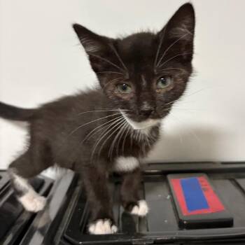 Domestic Short Hair Cats Available for Adoption in Fredericksburg, Virginia - Solo Sikoa | PetCurious