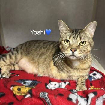 Yoshi (Three Legs) -  Domestic Short Hair Cat for Adoption in Peachtree City, Georgia - Yoshi (Three Legs) | PetCurious