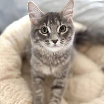 Domestic Medium Hair Cats Available for Adoption in Rochester, Minnesota - T.U.G. | PetCurious
