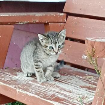 Kermit C12035 -  Domestic Short Hair Cat for Adoption - Kermit C12035 | PetCurious