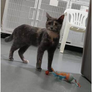 American Shorthair Cats Available for Adoption in Iowa Falls, Iowa - Lollipop | PetCurious