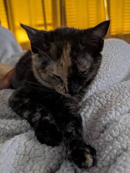 ATHENA -  Tortoiseshell and Domestic Short Hair Cat for Adoption - ATHENA | PetCurious