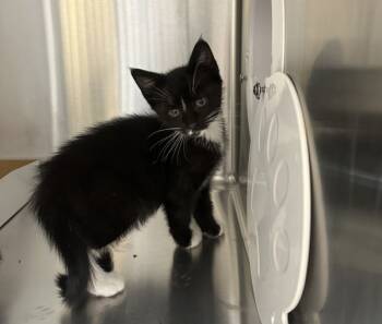 Rescue Domestic Short Hair Cats for Adoption in Sherwood, Oregon - Ballet Flats | PetCurious