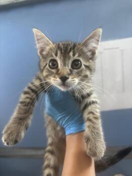 KIRA -  Domestic Medium Hair Cat for Adoption in San Bernardino, California - KIRA | PetCurious