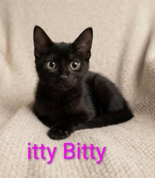 Itty Bitty -  Bombay and Domestic Short Hair Cat for Adoption in Wyandotte, Michigan - Itty Bitty | PetCurious