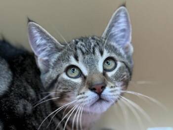 Mario -  Domestic Short Hair Cat for Adoption in Portland, Oregon - Mario | PetCurious