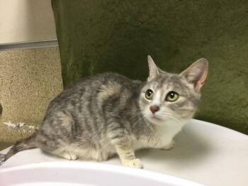 A1920164 -  Domestic Short Hair Cat for Adoption in Riverside, California - A1920164 | PetCurious