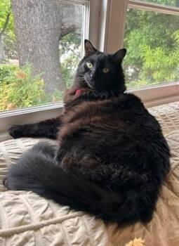 Daffy -  Domestic Long Hair Cat for Adoption in San Francisco, California - Daffy | PetCurious