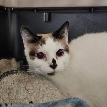 Dip -  Domestic Short Hair Cat for Adoption in Greensboro, North Carolina - Dip | PetCurious
