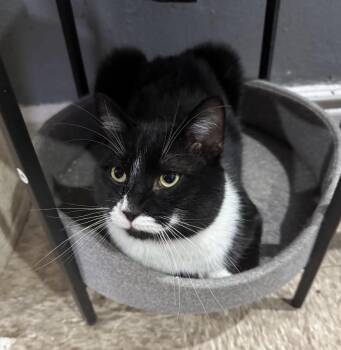 Domestic Short Hair and Tuxedo Cats Available for Adoption - Jingle *foster Needed*  | PetCurious