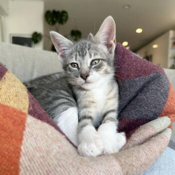 Domestic Short Hair Cats Available for Adoption - Crease | PetCurious