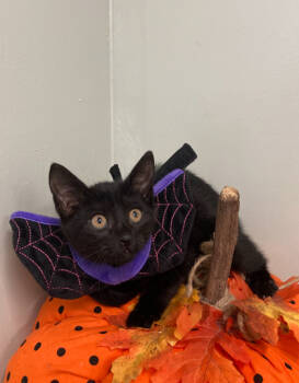 Rescue Domestic Short Hair Cats for Adoption in Picayune, Mississippi - Dawn | PetCurious