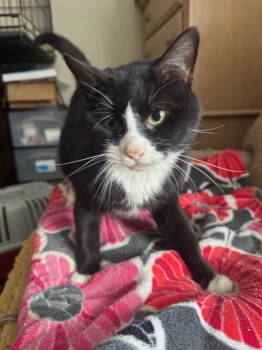 Rescue Domestic Short Hair Cats for Adoption in Herndon, Virginia - Connery | PetCurious