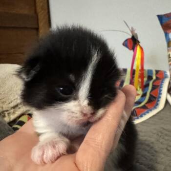 Louise -  American Shorthair Cat for Adoption in Freeport, Florida - Louise | PetCurious