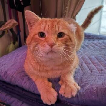Domestic Short Hair Cats Available for Adoption - Simon Peter Aka Big Boy | PetCurious