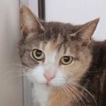 Domestic Short Hair Cats Available for Adoption in Hilliard, Ohio - Honey | PetCurious