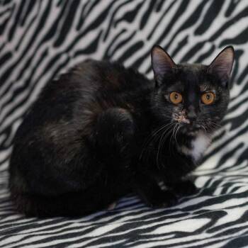 Simone -  Domestic Short Hair Cat for Adoption in Wheaton, Illinois - Simone | PetCurious