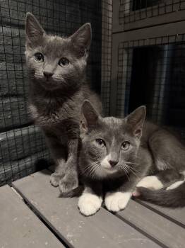 Gus -  Domestic Short Hair Cat for Adoption in Jersey City, New Jersey - Gus | PetCurious