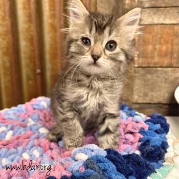 Amethyst -  Domestic Short Hair Cat for Adoption in Cheyenne, Wyoming - Amethyst | PetCurious