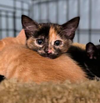 Rescue Domestic Short Hair Cats for Adoption in Chicago, Illinois - Mouse | PetCurious