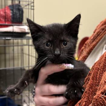 Otto -  Domestic Short Hair Cat for Adoption in Wilmington, Delaware - Otto | PetCurious