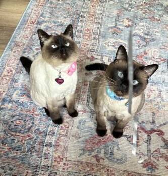 Juju -  Siamese Cat for Adoption in Fairfax, Virginia - Juju | PetCurious