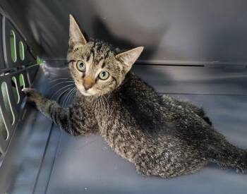 Vf-9 Mimosa -  Domestic Short Hair Cat for Adoption in Lawrenceville, Georgia - Vf-9 Mimosa | PetCurious