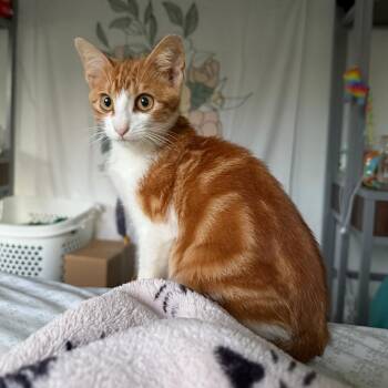 Ditch -  Domestic Short Hair Cat for Adoption in Sunrise, Florida - Ditch | PetCurious