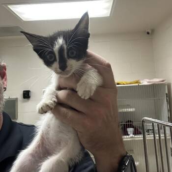 Forest -  Domestic Short Hair Cat for Adoption in Bentonville, Arkansas - Forest | PetCurious