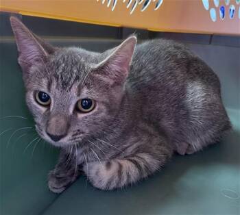 SPENCER -  Domestic Short Hair Cat for Adoption in Killeen, Texas - SPENCER | PetCurious