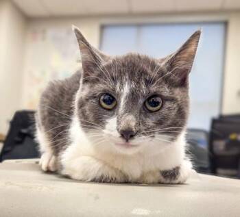 Domestic Short Hair Cats Available for Adoption - Smooch | PetCurious