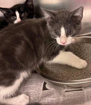 Sir Winston -  Domestic Short Hair Cat for Adoption in Belton, Texas - Sir Winston | PetCurious