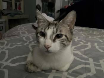 Domestic Short Hair and Siamese Cats Available for Adoption in Chandler, Arizona - Snow White | PetCurious