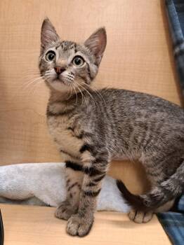 Argentina -  Tabby Cat for Adoption in Albuquerque, New Mexico - Argentina | PetCurious