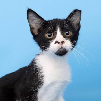 Torrid -  Domestic Short Hair Cat for Adoption in Franklin, Tennessee - Torrid | PetCurious