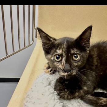 Picket -  Domestic Short Hair Cat for Adoption in Converse, Texas - Picket | PetCurious