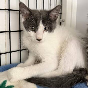 Sand Castle -  Domestic Short Hair Cat for Adoption in Trenton, New Jersey - Sand Castle | PetCurious