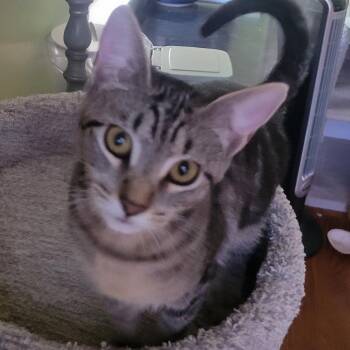 Terremoto -  Domestic Short Hair Cat for Adoption in Los Angeles, California - Terremoto | PetCurious