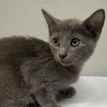 Domestic Short Hair Cats Available for Adoption in Tampa, Florida - Maurice | PetCurious