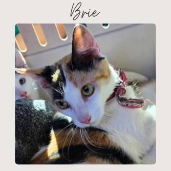 Domestic Short Hair and Calico Cats Available for Adoption - BRIE | PetCurious
