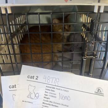 Domestic Short Hair Cats Available for Adoption - Nemo | PetCurious