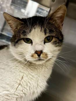 Domestic Short Hair Cats Available for Adoption - Durnehviir | PetCurious