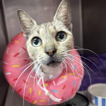 Twiggy -  Domestic Short Hair Cat for Adoption in Sunrise, Florida - Twiggy | PetCurious
