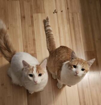 Rescue Domestic Short Hair Cats for Adoption - Colin & Gideon | PetCurious