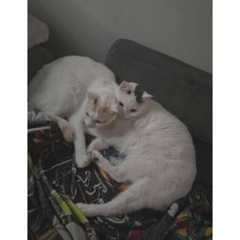 Domestic Short Hair Cats Available for Adoption - Nutmeg | PetCurious