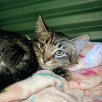 Gouda -  Domestic Short Hair Cat for Adoption in Watertown, New York - Gouda | PetCurious