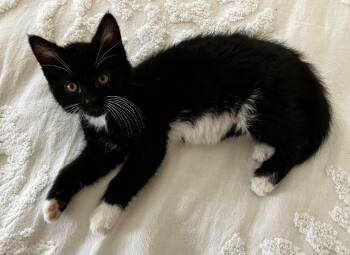 Domestic Short Hair Cats Available for Adoption in Pasco, Washington - Brittney | PetCurious